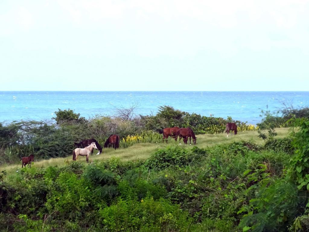 Tranquility By The Sea Villa Vieques Bilik gambar